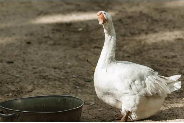 鹅能不能吃鱼腥草，适量饲喂可以提高免疫力