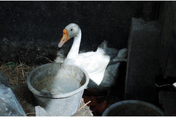 鹅能不能吃鱼腥草，适量饲喂可以提高免疫力