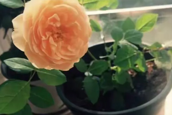 怎么养殖欧月，生长期间把温度保持在18-20℃
