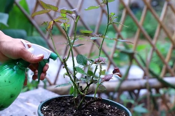 怎么养殖欧月，生长期间把温度保持在18-20℃