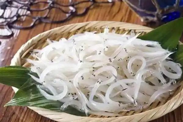 面条鱼简介，学名玉筋鱼