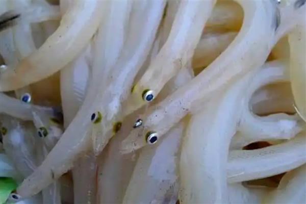 面条鱼简介，学名玉筋鱼