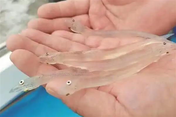 面条鱼简介，学名玉筋鱼