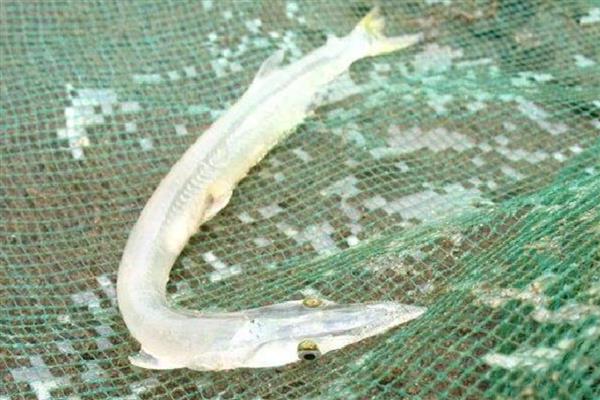 面条鱼简介，学名玉筋鱼