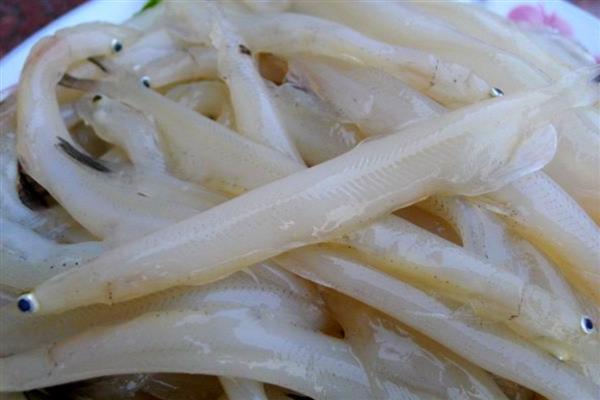 面条鱼简介，学名玉筋鱼