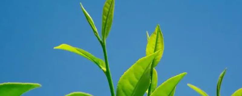 茶叶怎么种植，生长旺季每个月追肥一次