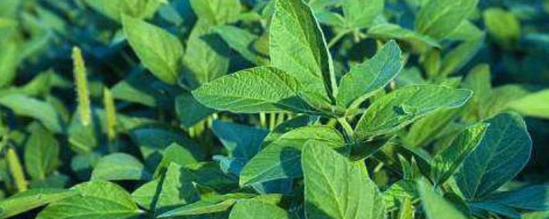 黄豆叶是不是牲畜饲料的选择,是牲畜饲料的选择