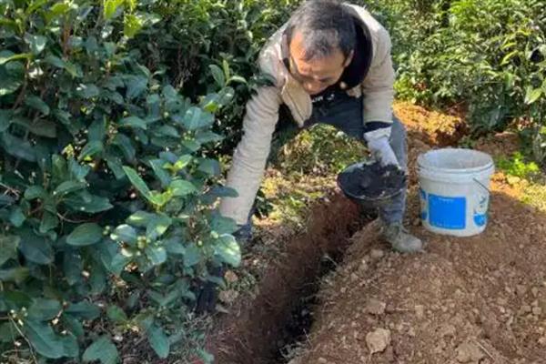 茶叶怎么种植，生长旺季每个月追肥一次