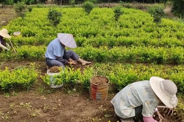 茶叶怎么种植，生长旺季每个月追肥一次