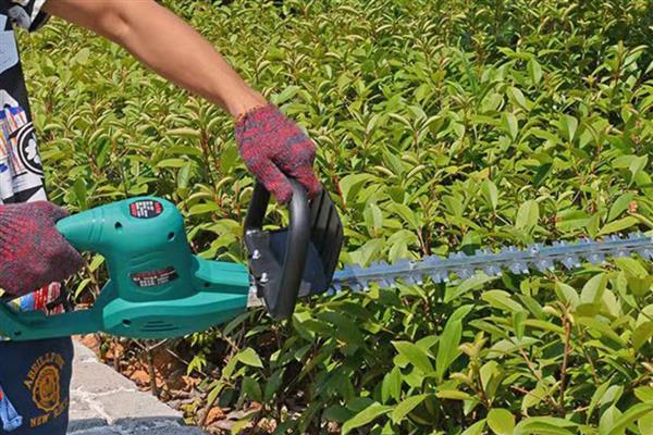 茶叶怎么种植，生长旺季每个月追肥一次