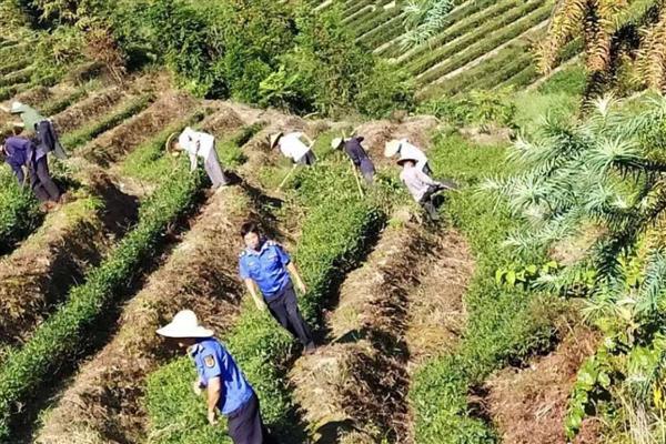 茶叶怎么种植，生长旺季每个月追肥一次