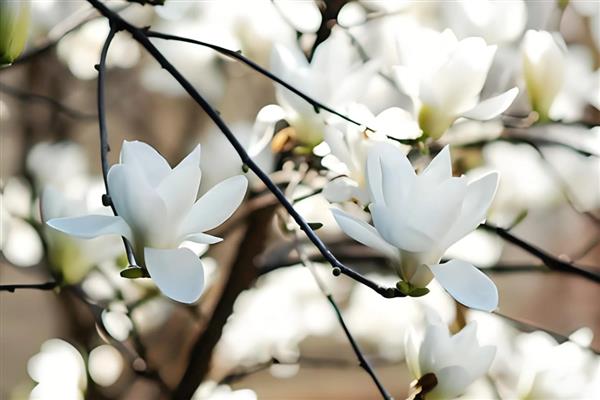 白玉兰的开花时间，一般在4-9月份开放