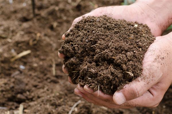 白玉兰的开花时间，一般在4-9月份开放