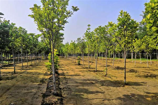 白玉兰的开花时间，一般在4-9月份开放
