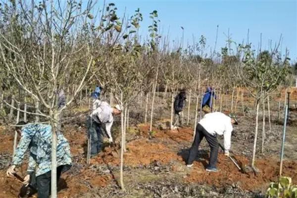 白玉兰的开花时间，一般在4-9月份开放