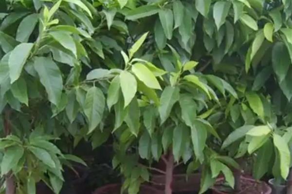 白玉兰的开花时间，一般在4-9月份开放