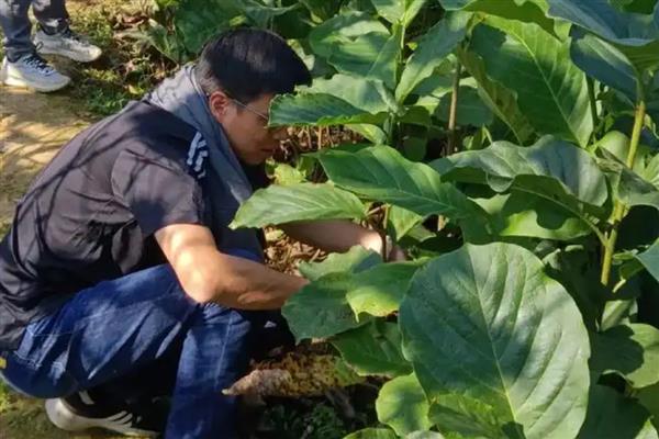 白玉兰的开花时间，一般在4-9月份开放