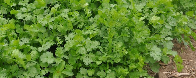 香菜的种植方法，对土壤施肥浇水后再均匀撒播