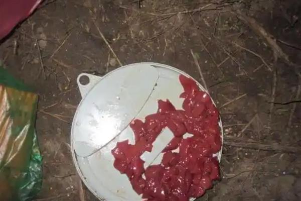 用哪种诱饵捕龙虾，鸡肝、鸭肠、蚯蚓是不错的选择