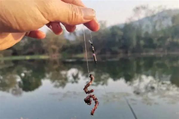 用哪种诱饵捕龙虾，鸡肝、鸭肠、蚯蚓是不错的选择