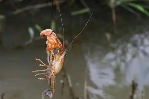 用哪种诱饵捕龙虾，鸡肝、鸭肠、蚯蚓是不错的选择