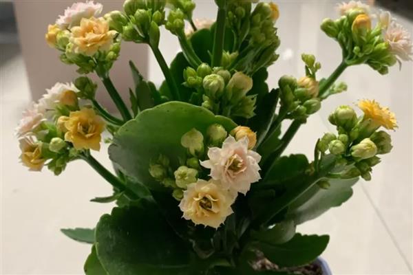 耐寒的花卉，常见的有芍药、牡丹、茶花等