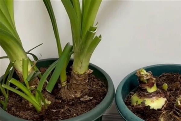朱顶红只长叶不开花的原因，可能是温度过低、施肥不当、修剪不足等因素引起
