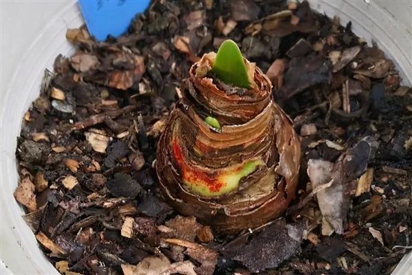 朱顶红只长叶不开花的原因，可能是温度过低、施肥不当、修剪不足等因素引起