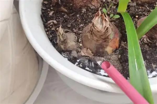 朱顶红只长叶不开花的原因，可能是温度过低、施肥不当、修剪不足等因素引起