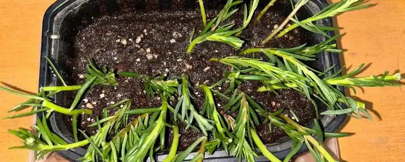 11月份能不能扦插太阳花，扦插工作要在温暖的室内进行