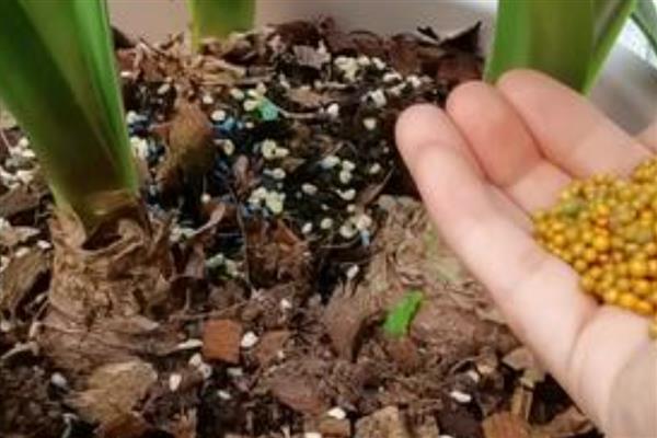 朱顶红只长叶不开花的原因，可能是温度过低、施肥不当、修剪不足等因素引起