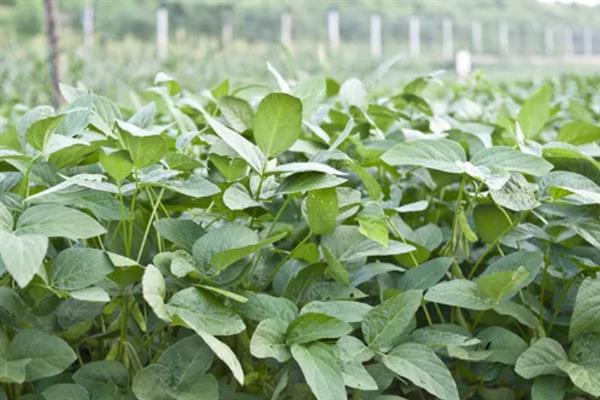 黄豆叶是不是牲畜饲料的选择,是牲畜饲料的选择