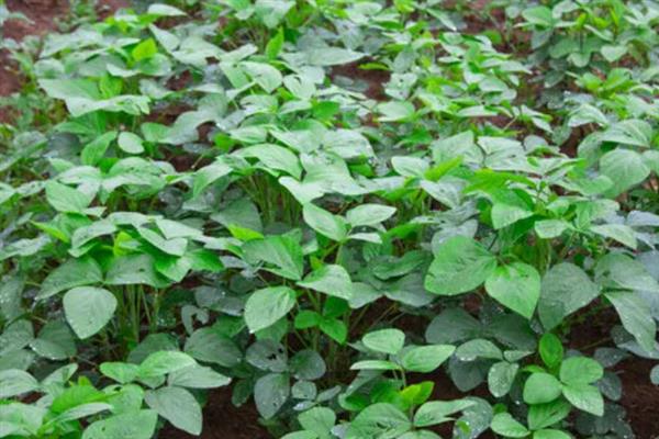 黄豆叶是不是牲畜饲料的选择,是牲畜饲料的选择