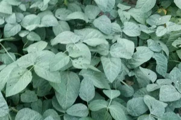 黄豆叶是不是牲畜饲料的选择,是牲畜饲料的选择