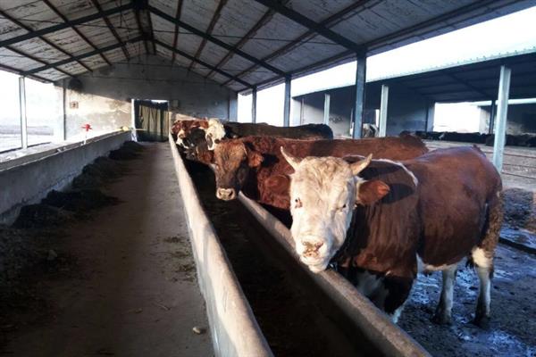 黄豆叶是不是牲畜饲料的选择,是牲畜饲料的选择