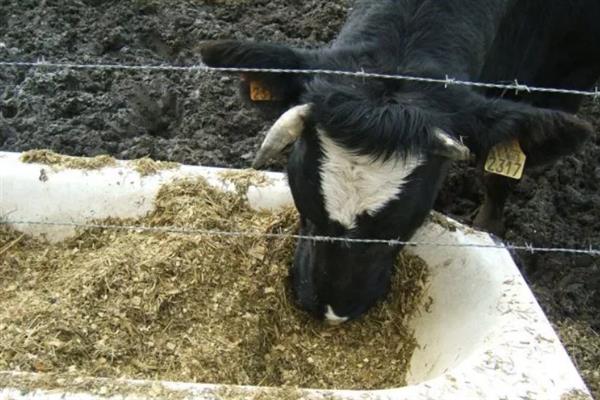 黄豆叶是不是牲畜饲料的选择,是牲畜饲料的选择