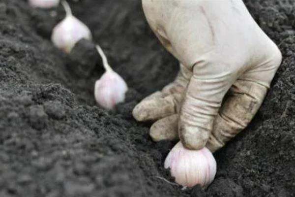 秋天怎么种植大蒜，早熟品种亩栽5万株左右
