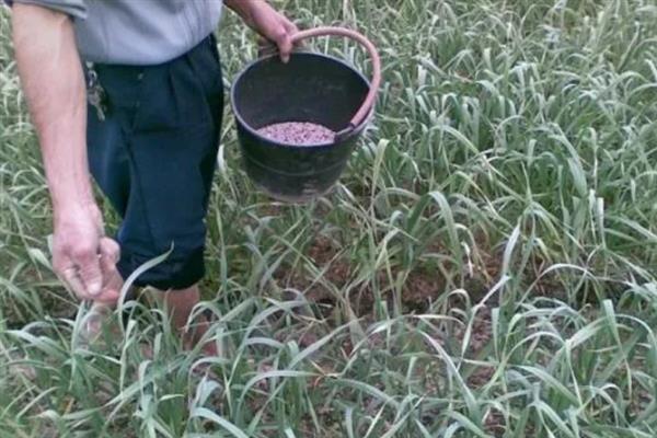 秋天怎么种植大蒜，早熟品种亩栽5万株左右