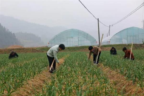 秋天怎么种植大蒜，早熟品种亩栽5万株左右