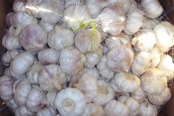秋天怎么种植大蒜，早熟品种亩栽5万株左右