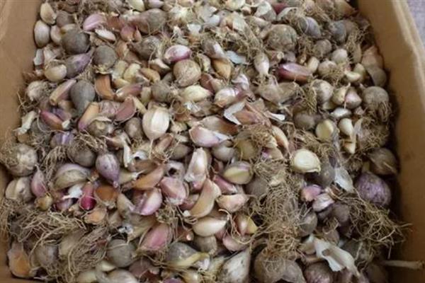 秋天怎么种植大蒜，早熟品种亩栽5万株左右