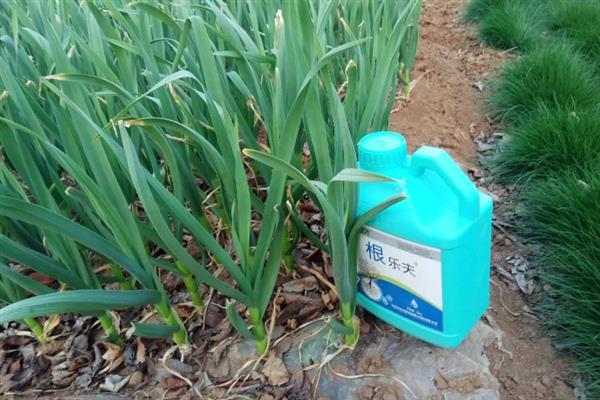 秋天怎么种植大蒜，早熟品种亩栽5万株左右