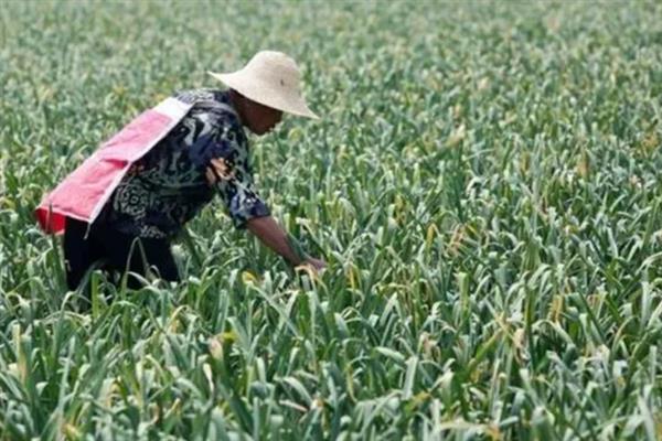 秋天怎么种植大蒜，早熟品种亩栽5万株左右