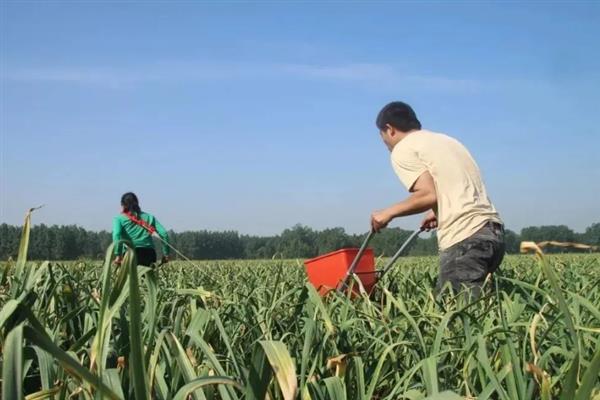 秋天怎么种植大蒜，早熟品种亩栽5万株左右
