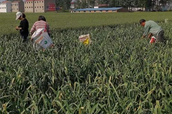 秋天怎么种植大蒜，早熟品种亩栽5万株左右