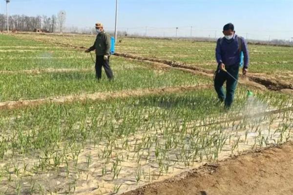 秋天怎么种植大蒜，早熟品种亩栽5万株左右