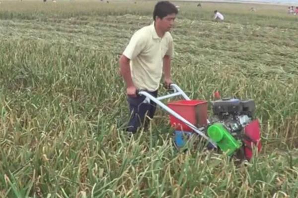 秋天怎么种植大蒜，早熟品种亩栽5万株左右