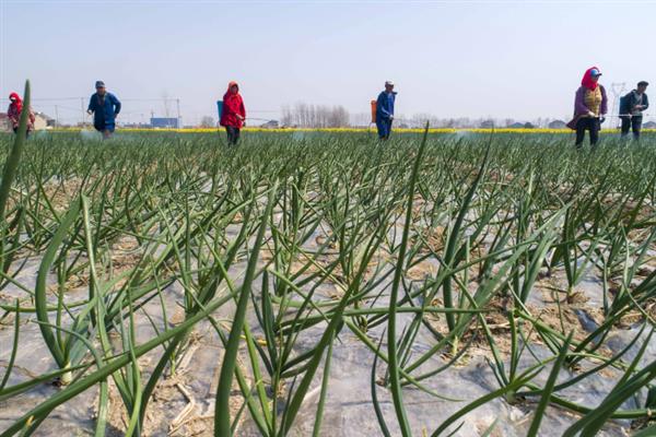秋天怎么种植大蒜，早熟品种亩栽5万株左右