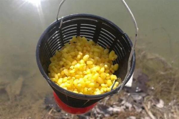 冬季钓草鱼要钓底吗，冬季草鱼需要钓底