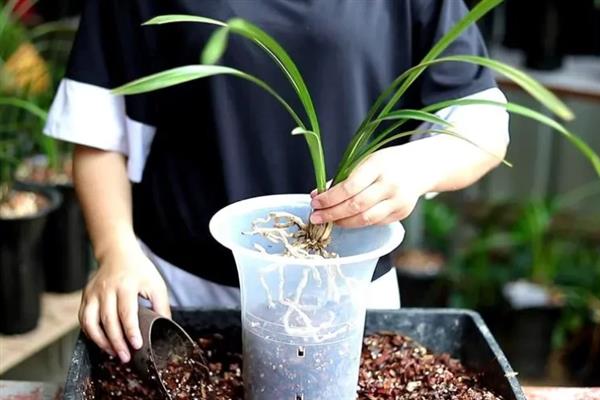 兰花如何养殖，养殖时要有充足的光线
